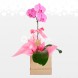 Caja Individual De Orquídea fucsia Natural A Domicilio En Pereira Pedido con 1 día Anticipado