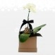 Caja de Orquídea Natural Blanca individual A Domicilio En Pereira